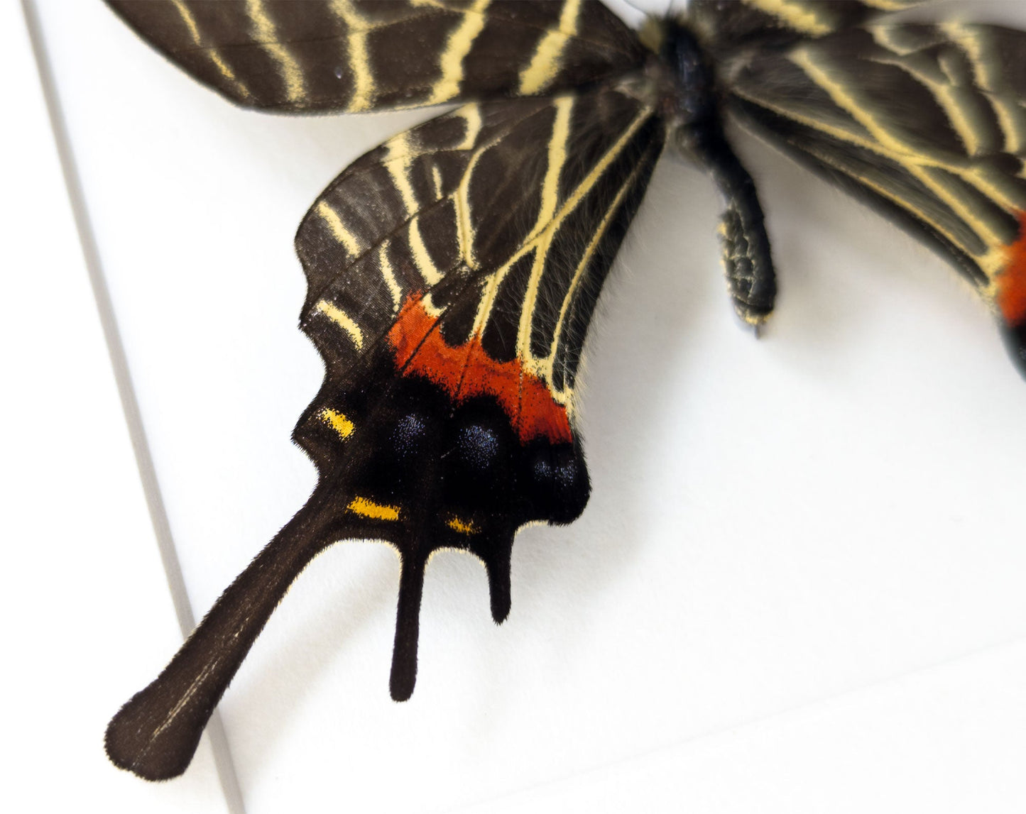 Bhutanitis thaidina ♂  Schmetterling InsectArt