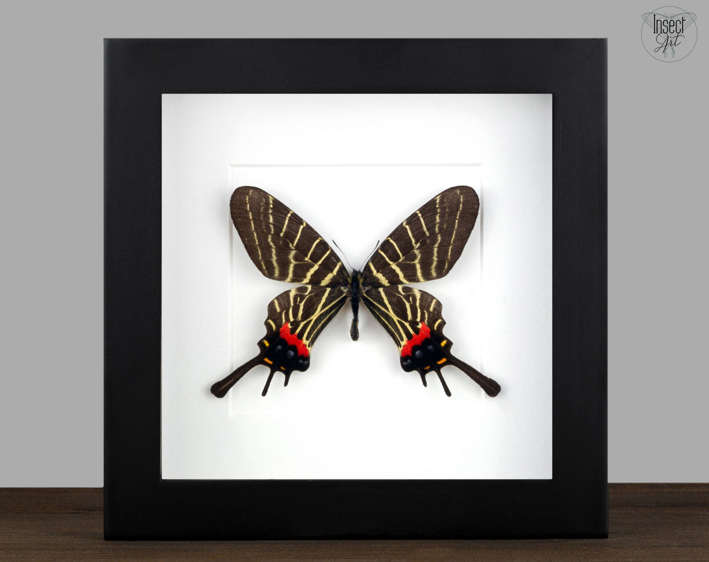 Bhutanitis thaidina ♂  Schmetterling InsectArt