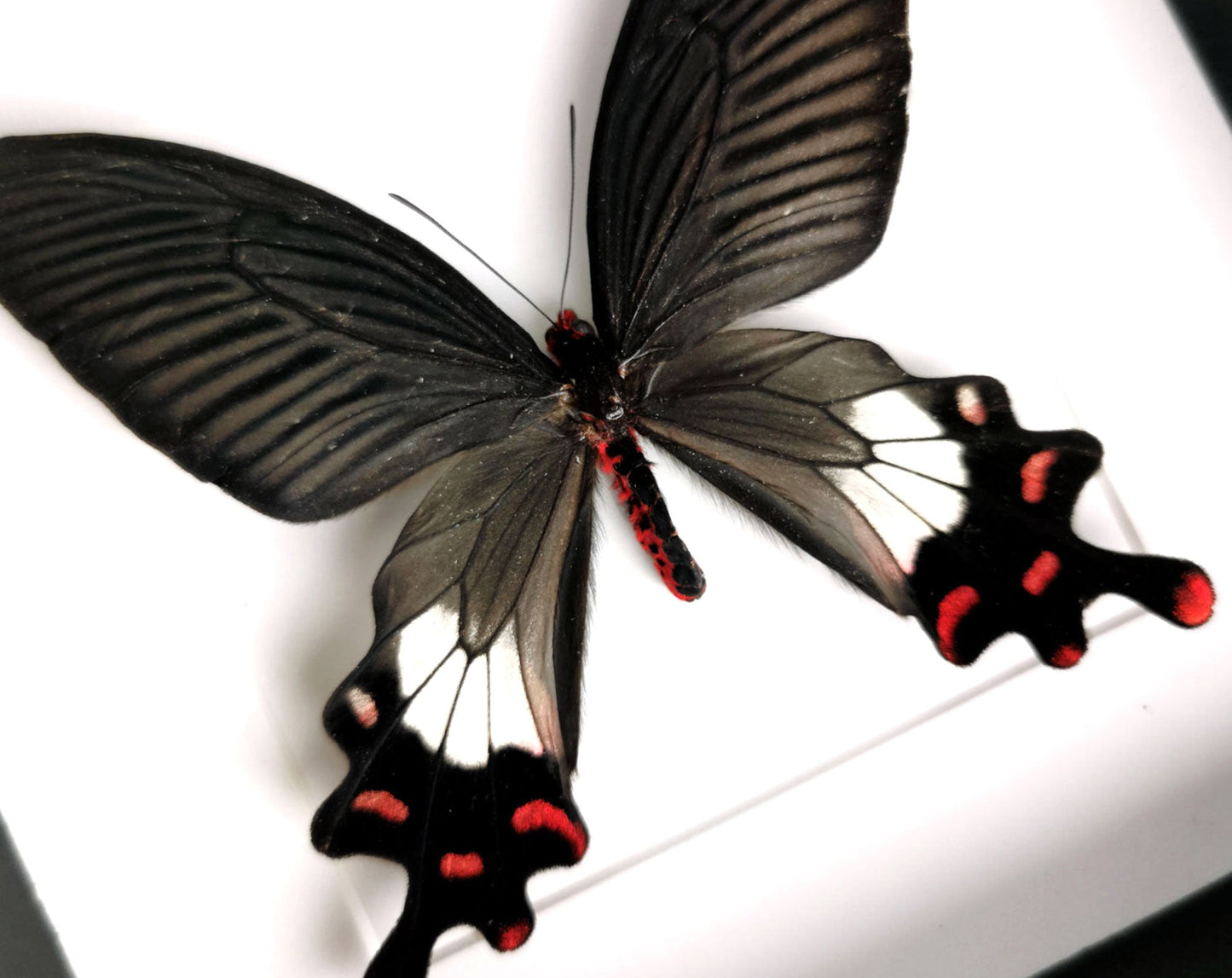 Byasa ticona ♂  Schmetterling InsectArt