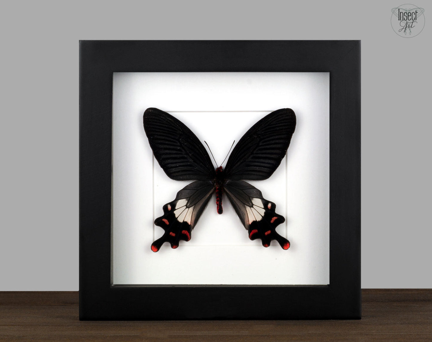 Byasa ticona ♂  Schmetterling InsectArt