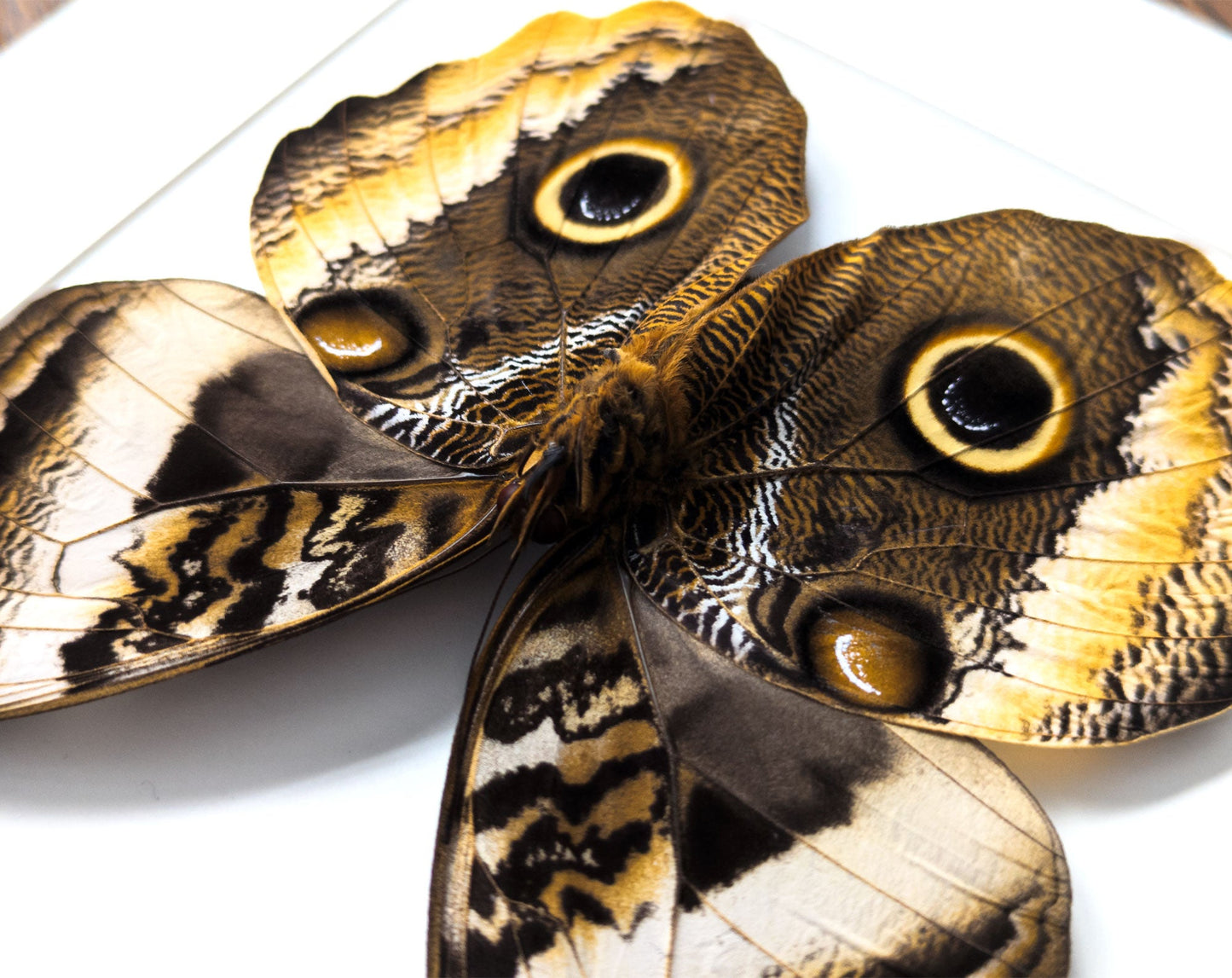 Caligo atreus verso  Schmetterling InsectArt