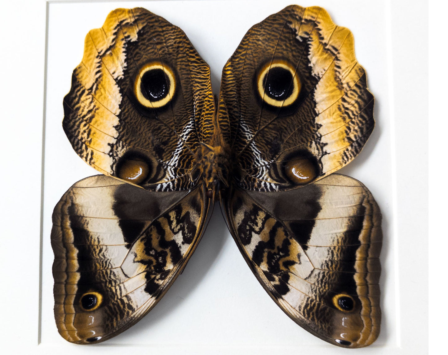 Caligo atreus verso  Schmetterling InsectArt