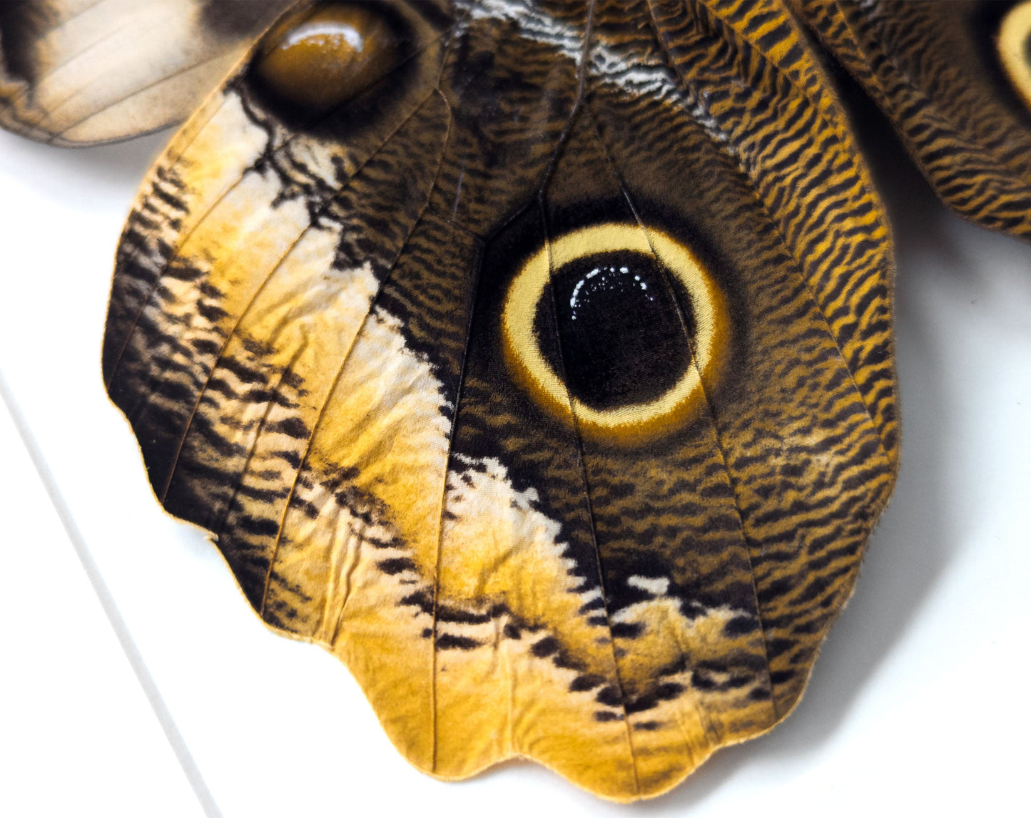 Caligo atreus verso  Schmetterling InsectArt