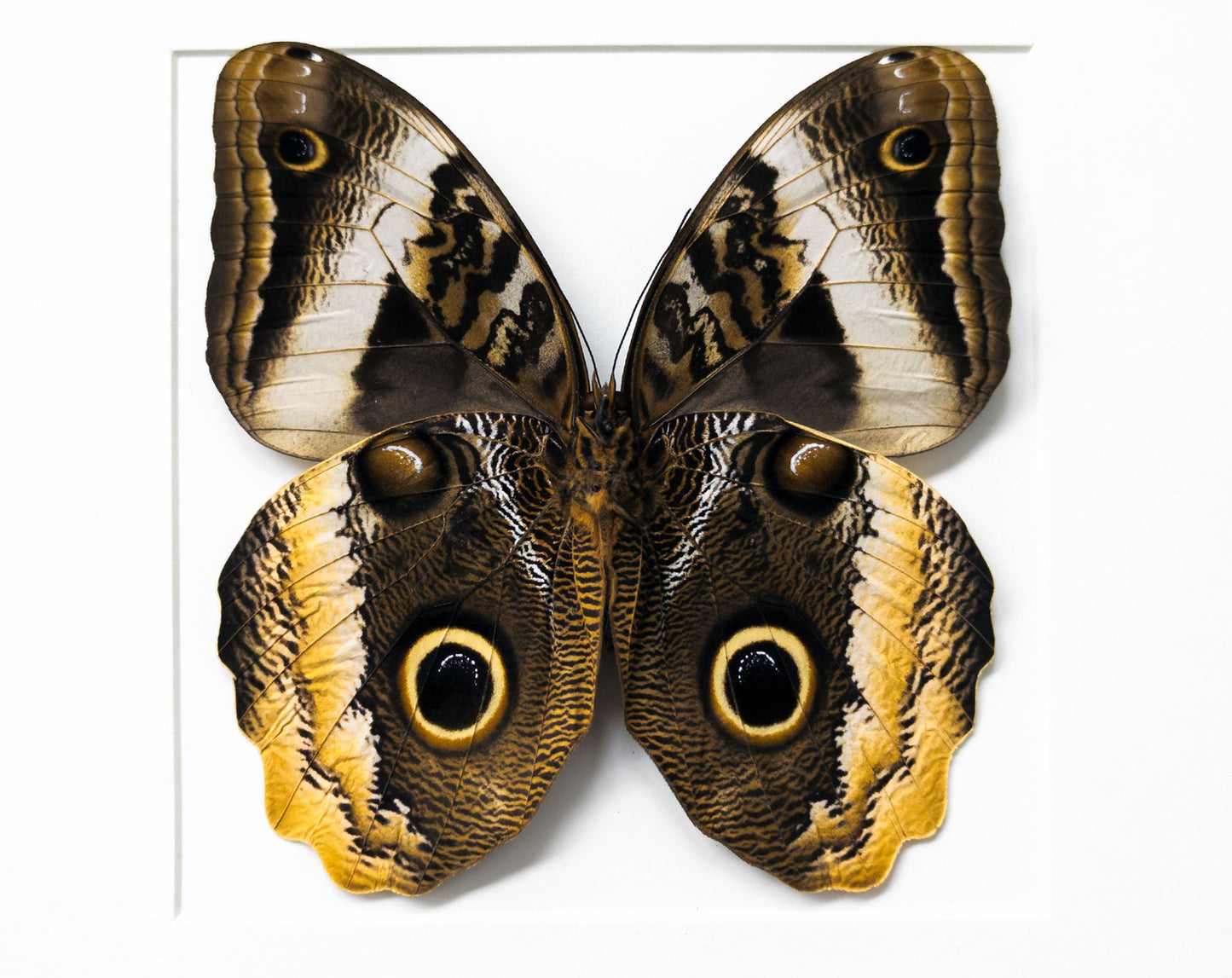 Caligo atreus verso  Schmetterling InsectArt
