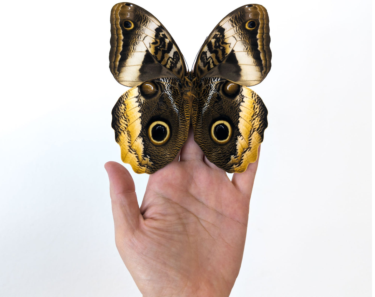 Caligo atreus verso  Schmetterling InsectArt