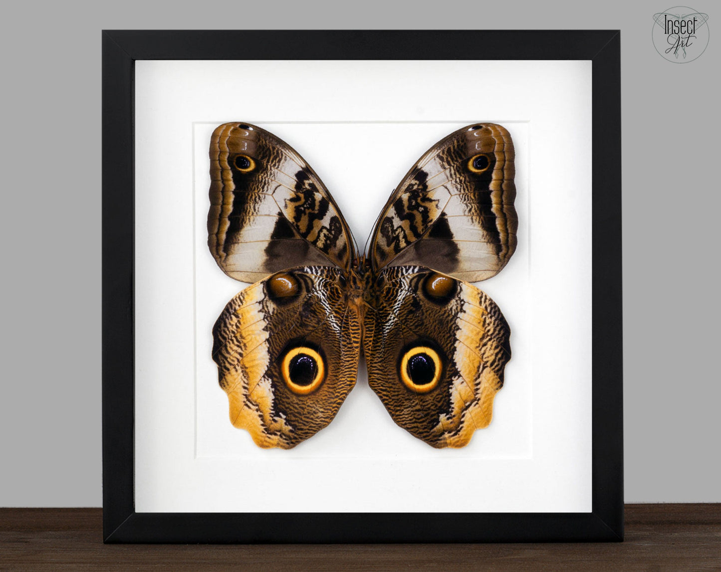 Caligo atreus verso  Schmetterling InsectArt