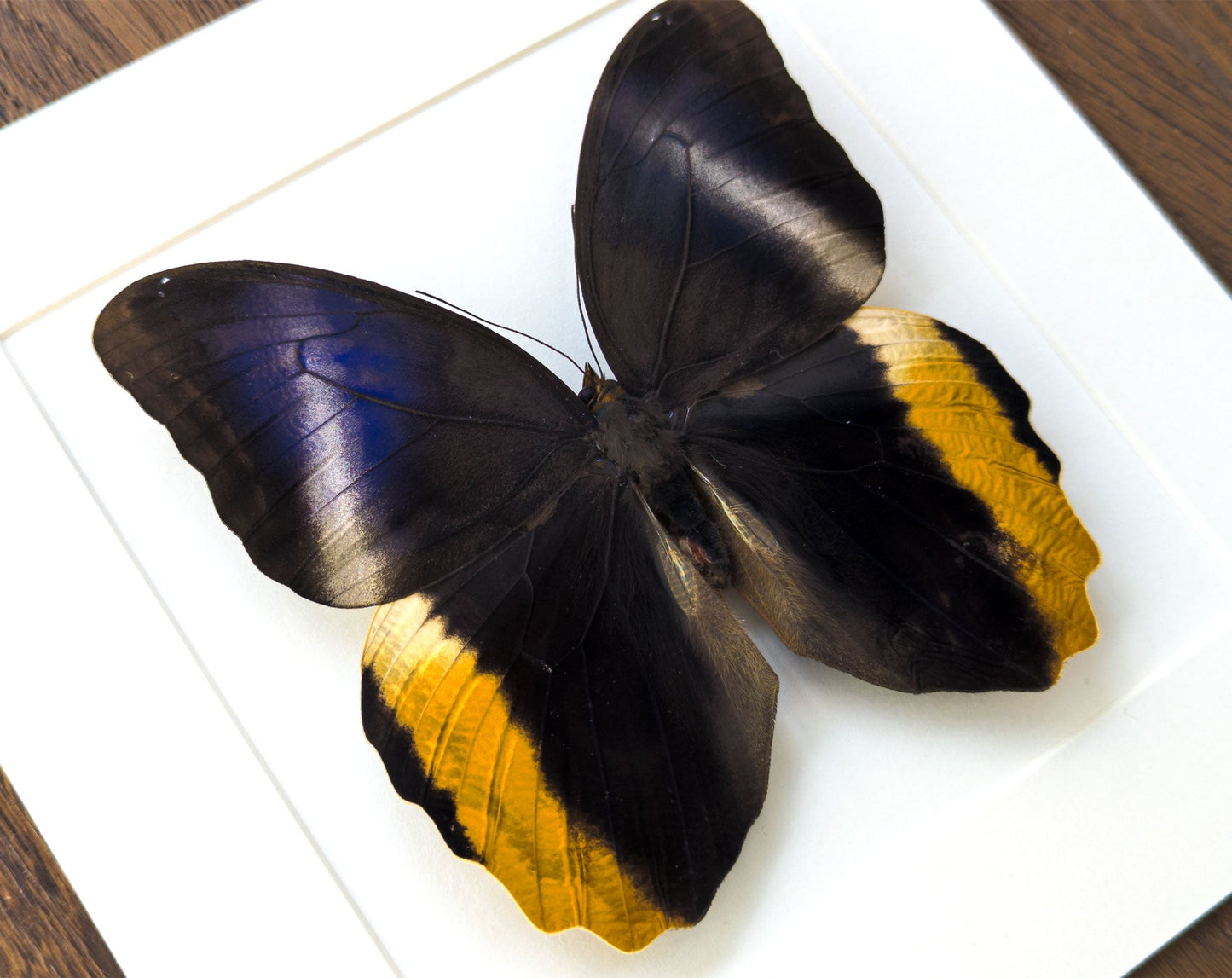 Caligo atreus  Schmetterling InsectArt