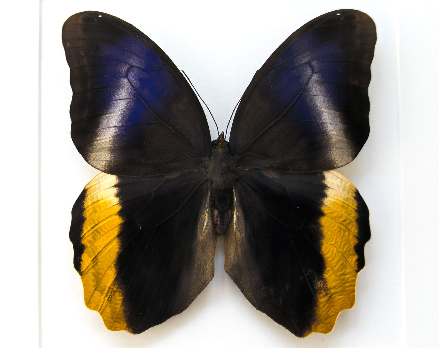 Caligo atreus  Schmetterling InsectArt