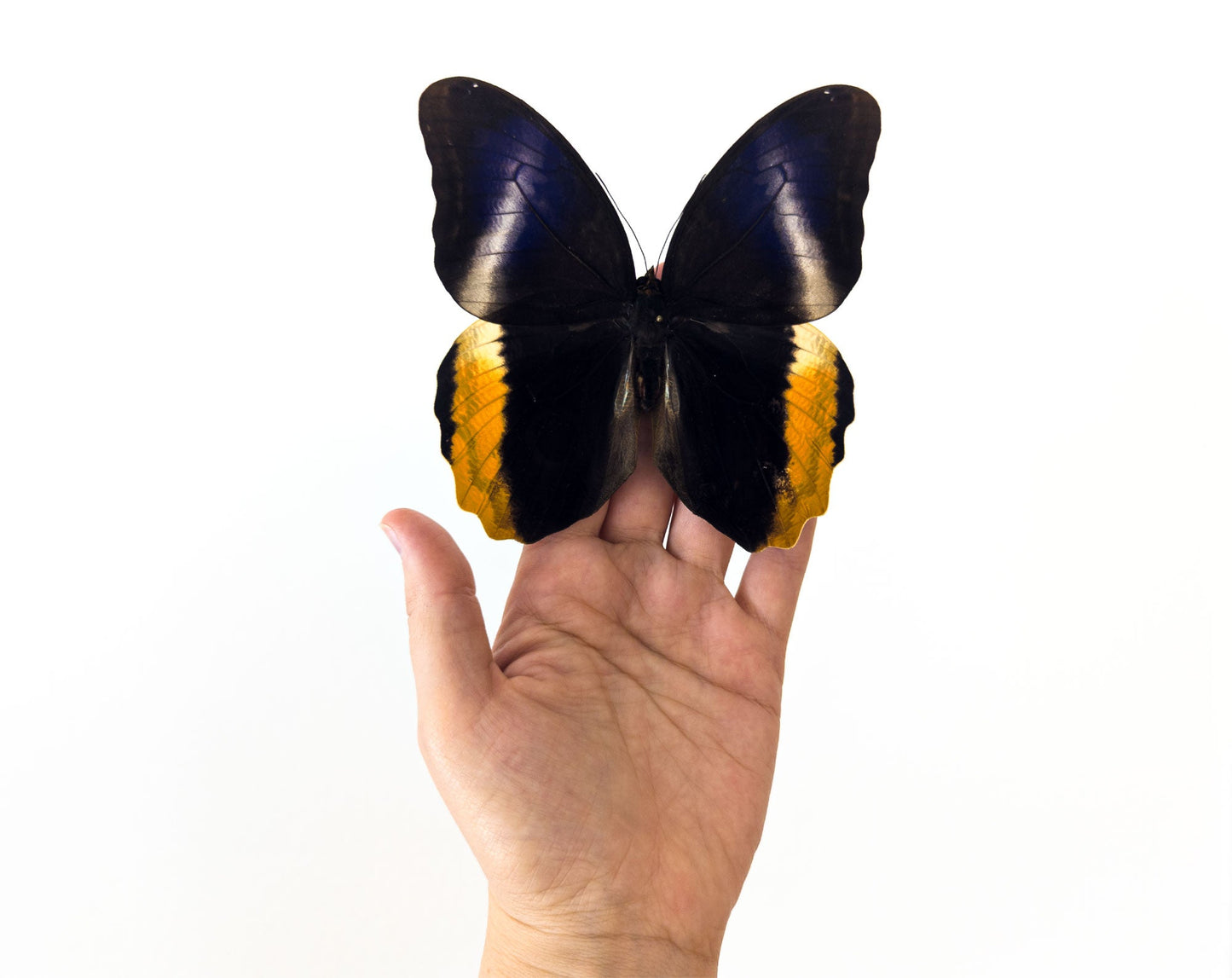 Caligo atreus  Schmetterling InsectArt