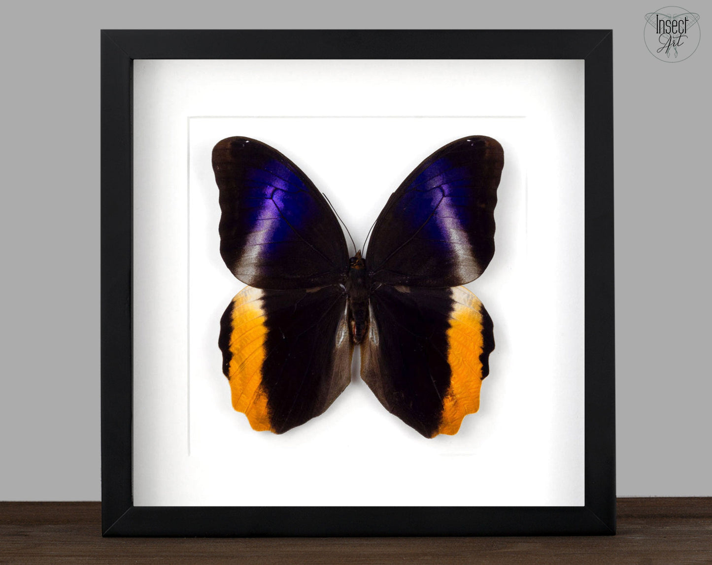 Caligo atreus  Schmetterling InsectArt