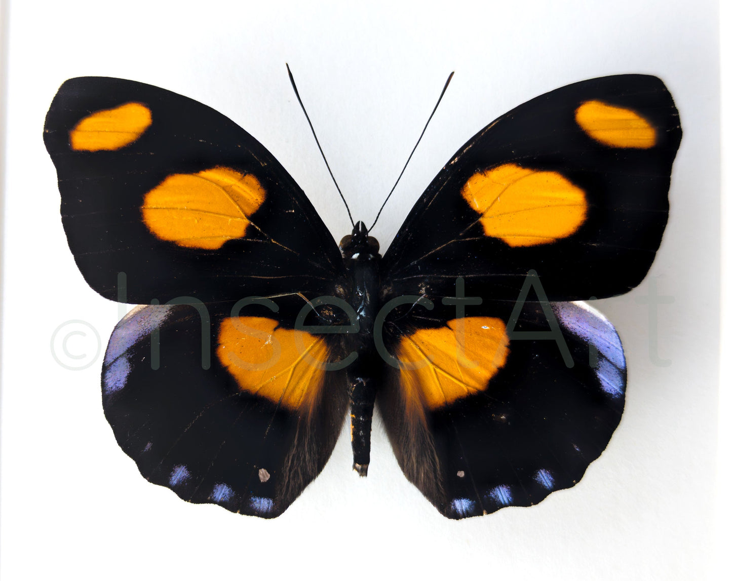 Catonephele numilia  Schmetterling InsectArt