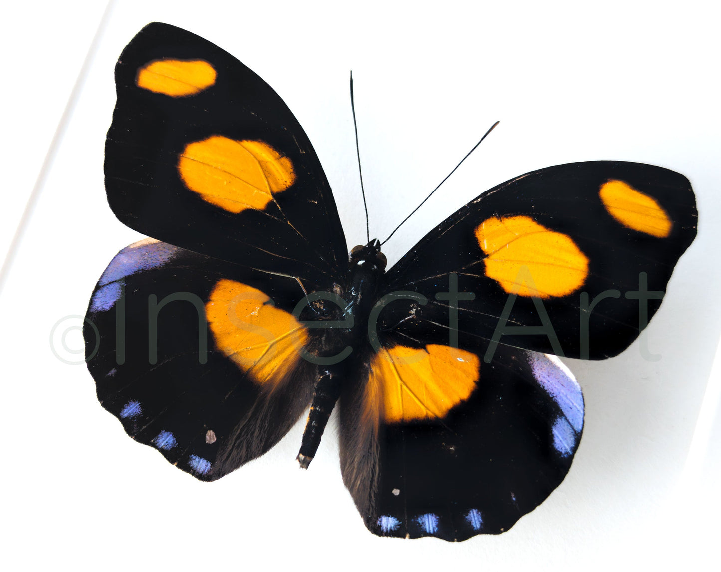 Catonephele numilia  Schmetterling InsectArt