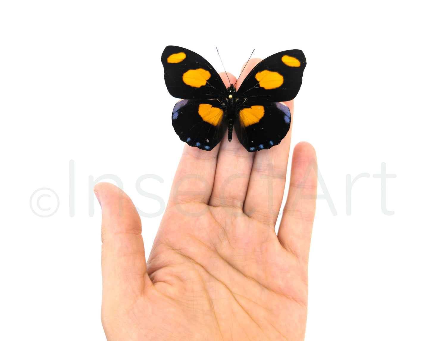 Catonephele numilia  Schmetterling InsectArt