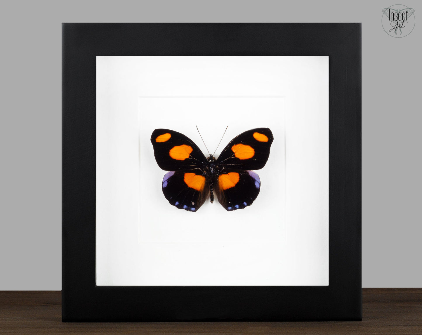 Catonephele numilia  Schmetterling InsectArt