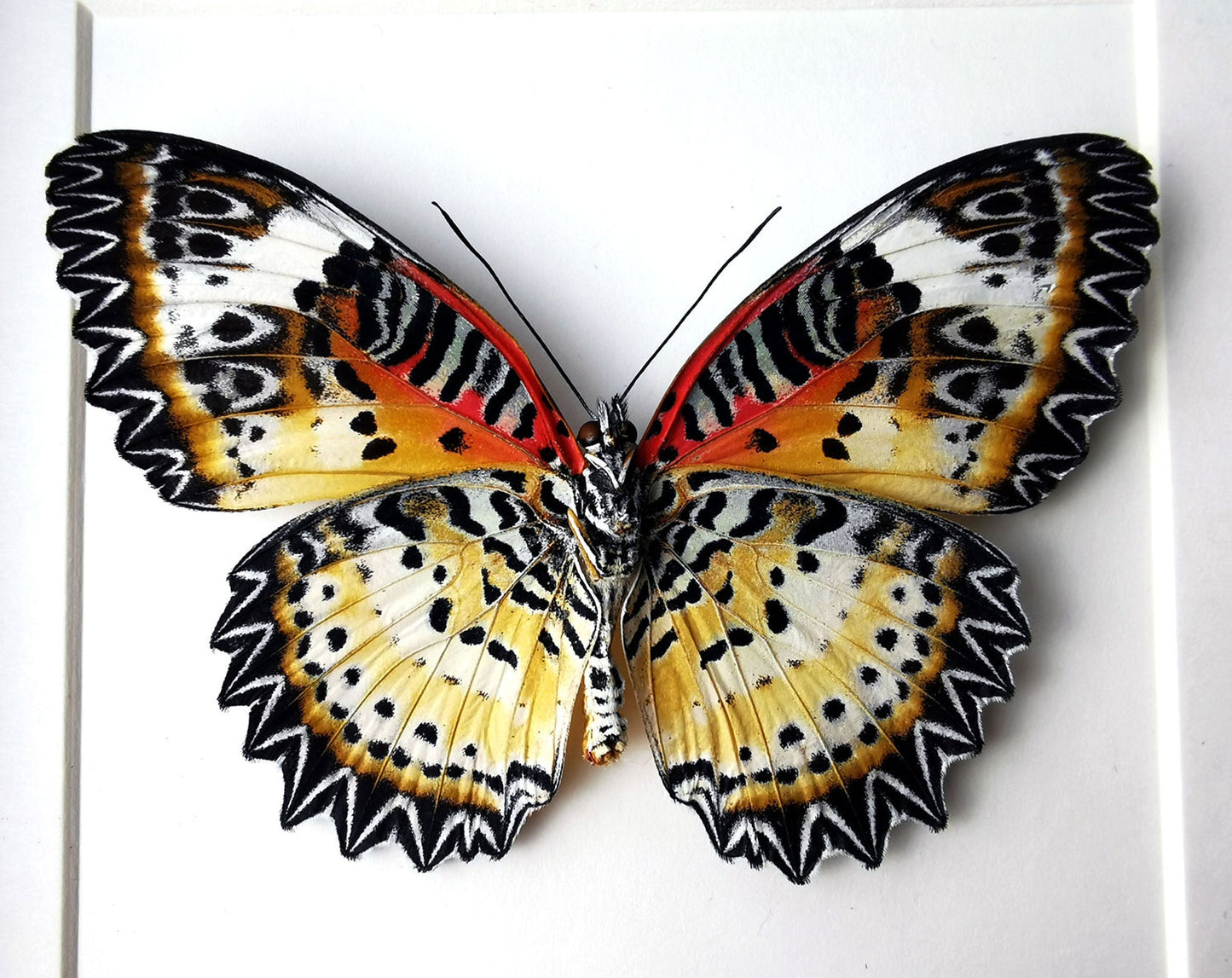 Cethosia biblis Verso  Schmetterling InsectArt