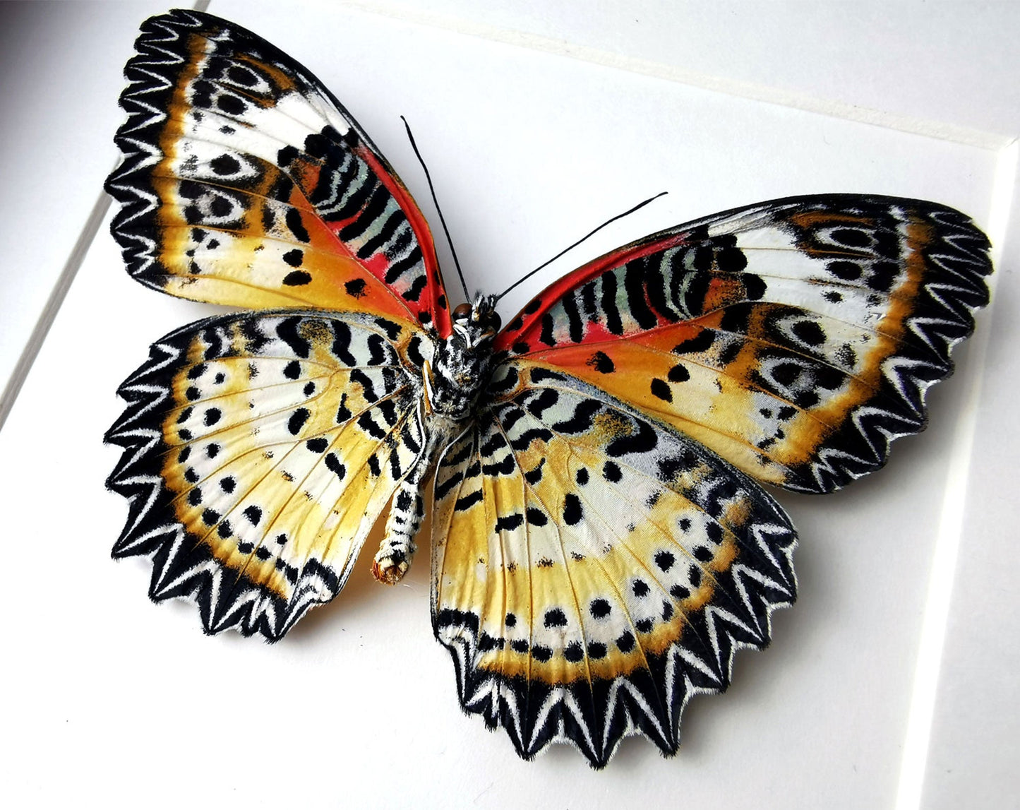 Cethosia biblis Verso  Schmetterling InsectArt