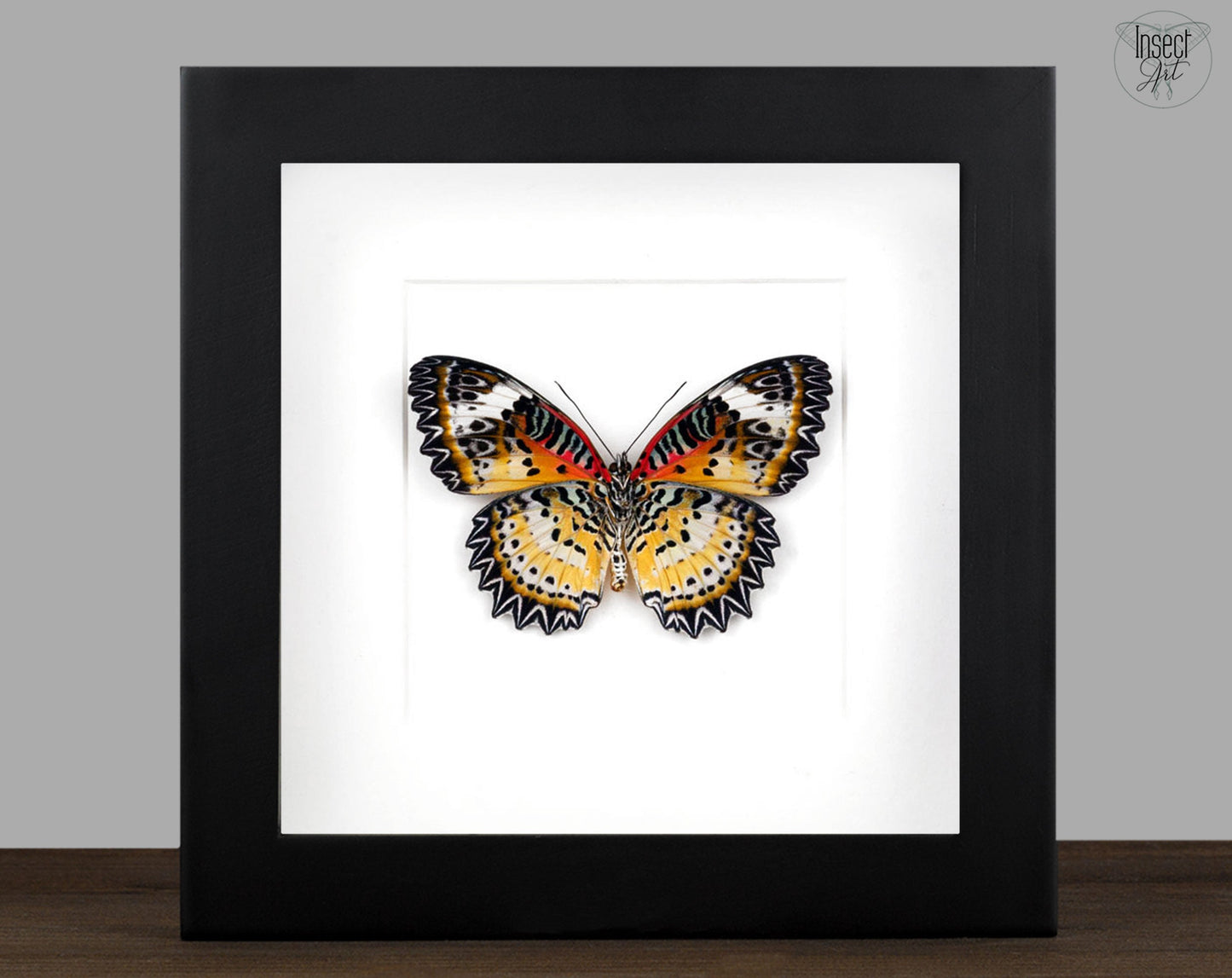 Cethosia biblis Verso  Schmetterling InsectArt