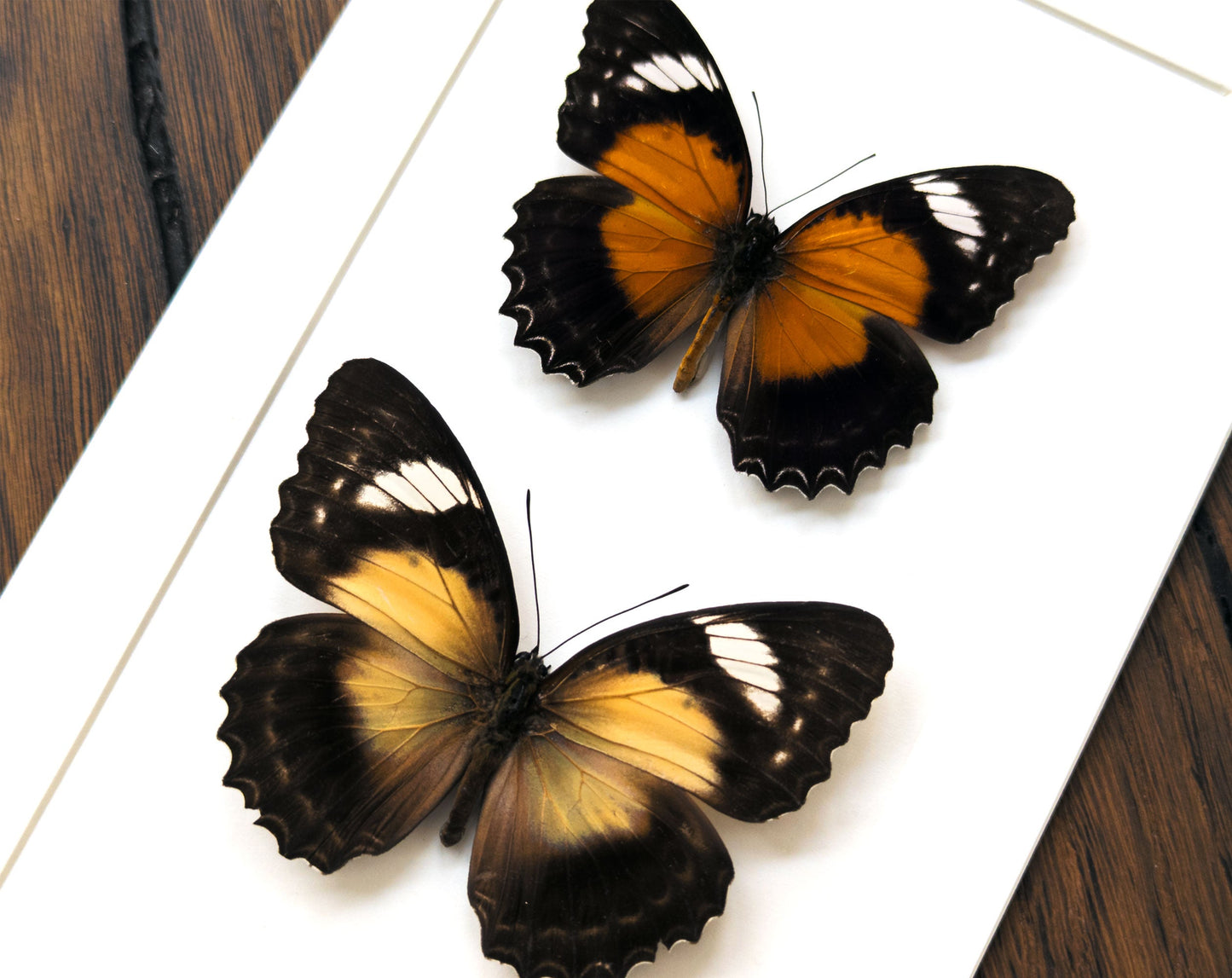 Cethosia cydippe ♂♀  Schmetterling InsectArt