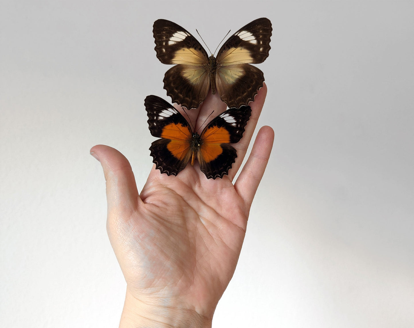Cethosia cydippe ♂♀  Schmetterling InsectArt