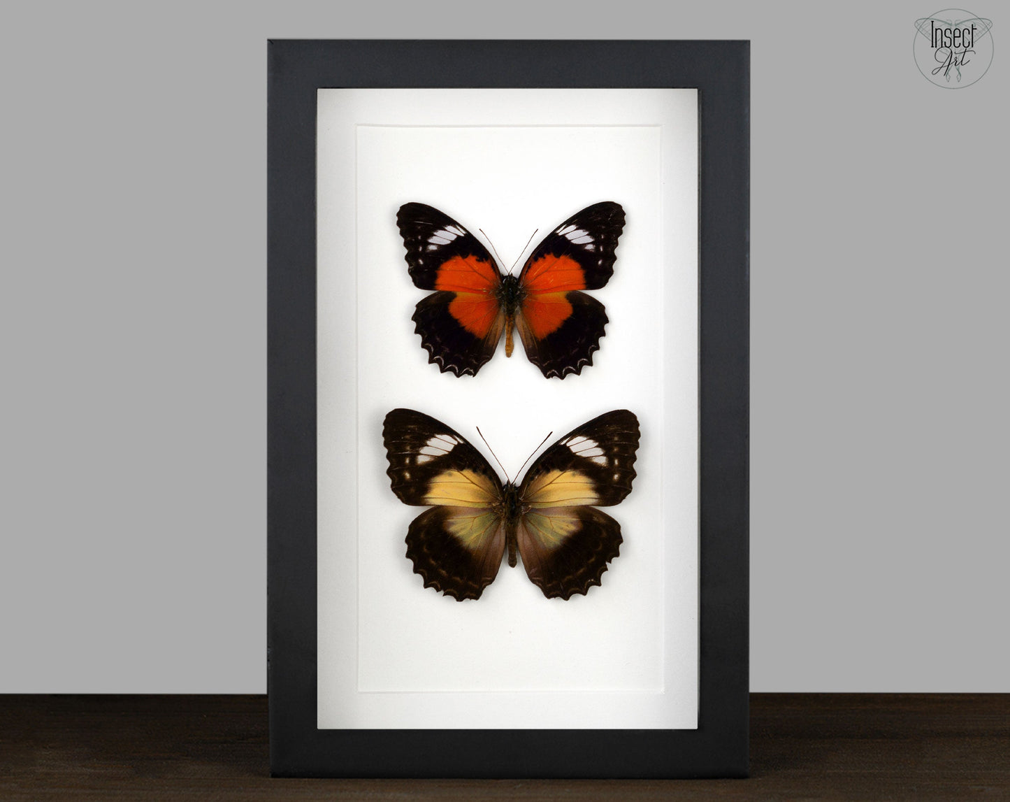 Cethosia cydippe ♂♀  Schmetterling InsectArt