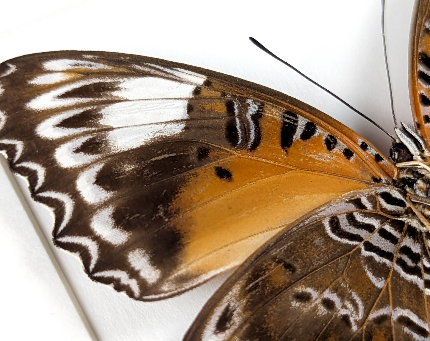 Cethosia cydippe, präparierter Schmetterling im Rahmen