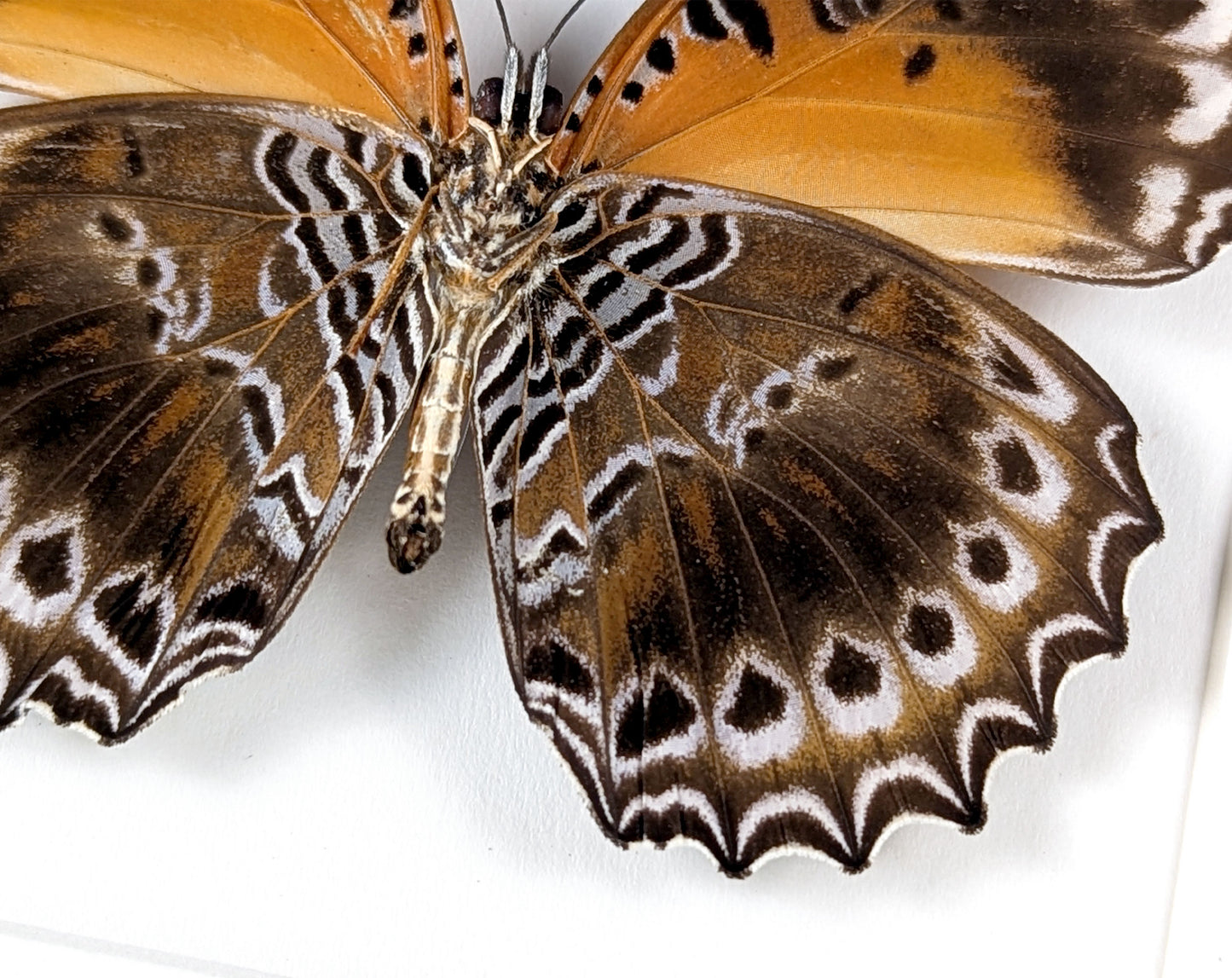 Cethosia cydippe, präparierter Schmetterling im Rahmen