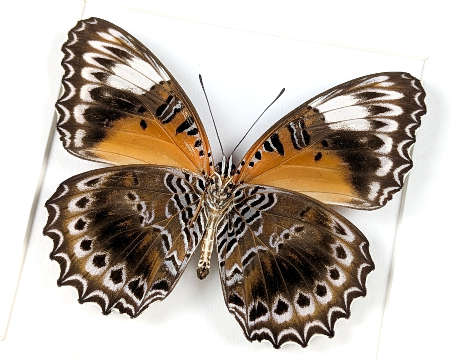Cethosia cydippe, präparierter Schmetterling im Rahmen
