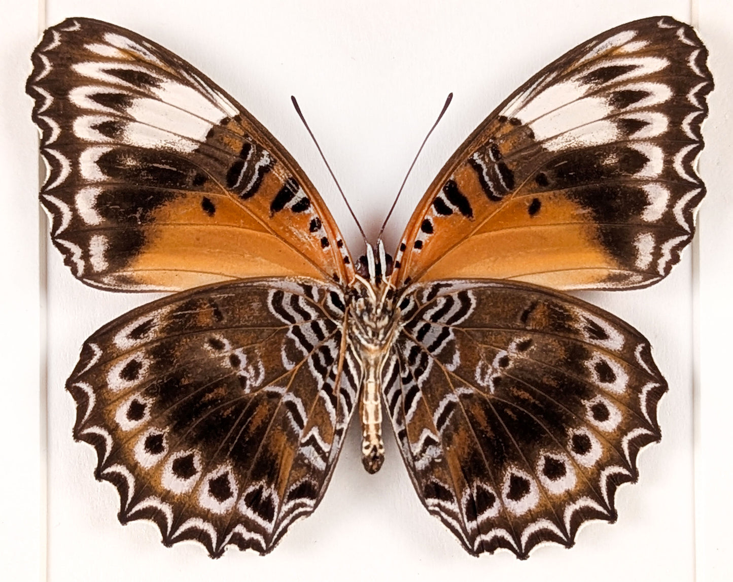 Cethosia cydippe, präparierter Schmetterling im Rahmen