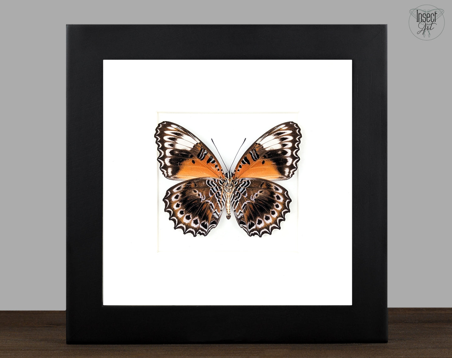 Cethosia cydippe, präparierter Schmetterling im Rahmen