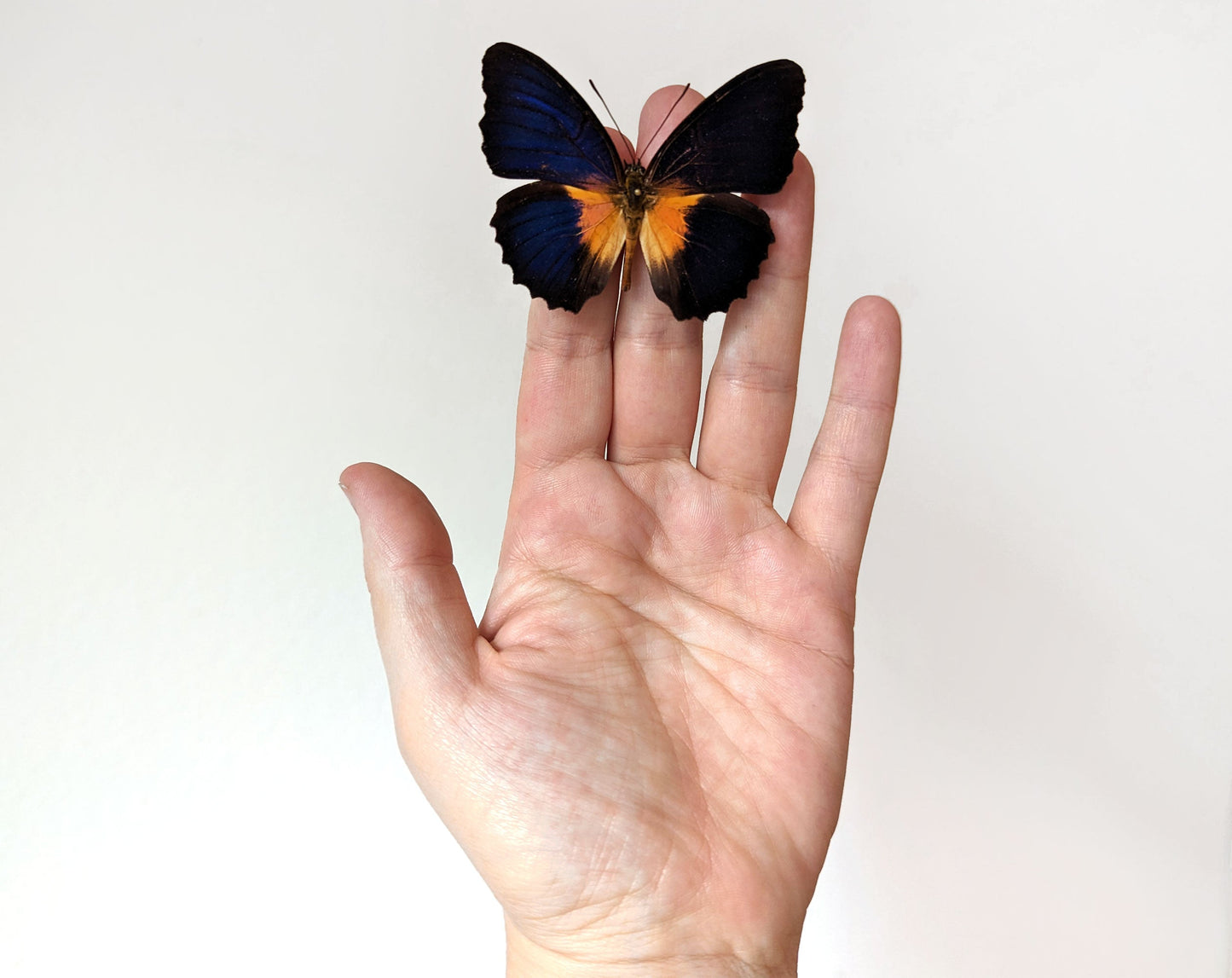 Cethosia lamarcki ♂  Schmetterling InsectArt