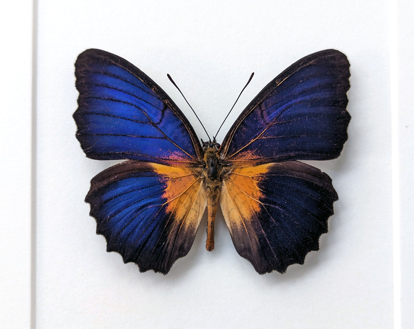 Cethosia lamarcki ♂  Schmetterling InsectArt