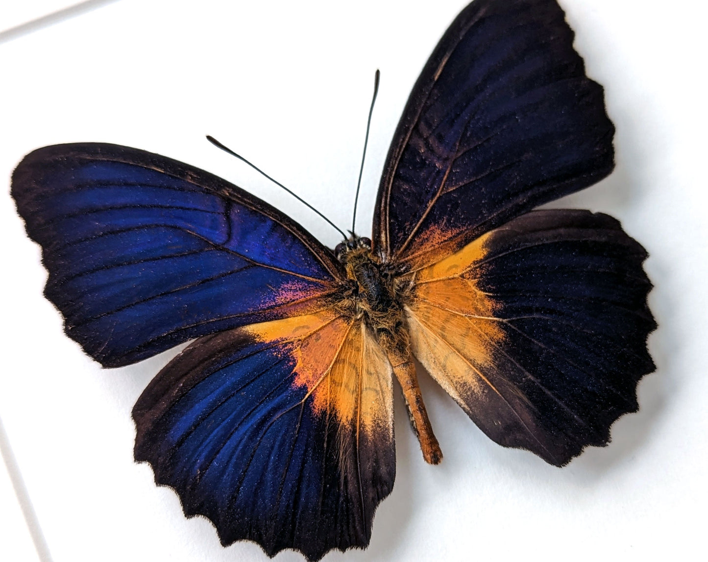 Cethosia lamarcki ♂  Schmetterling InsectArt