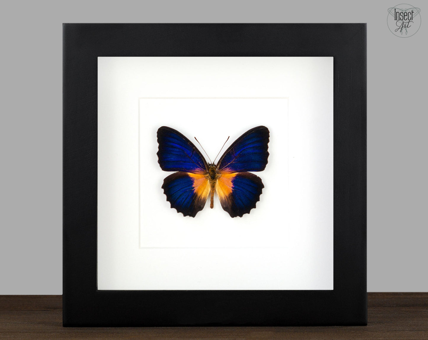 Cethosia lamarcki ♂  Schmetterling InsectArt