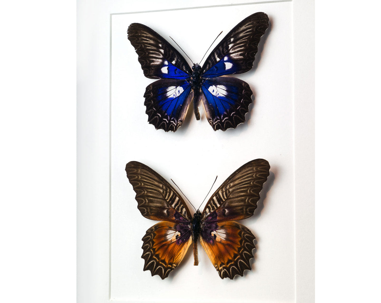 Cethosia myrina & ribbei  Schmetterling InsectArt