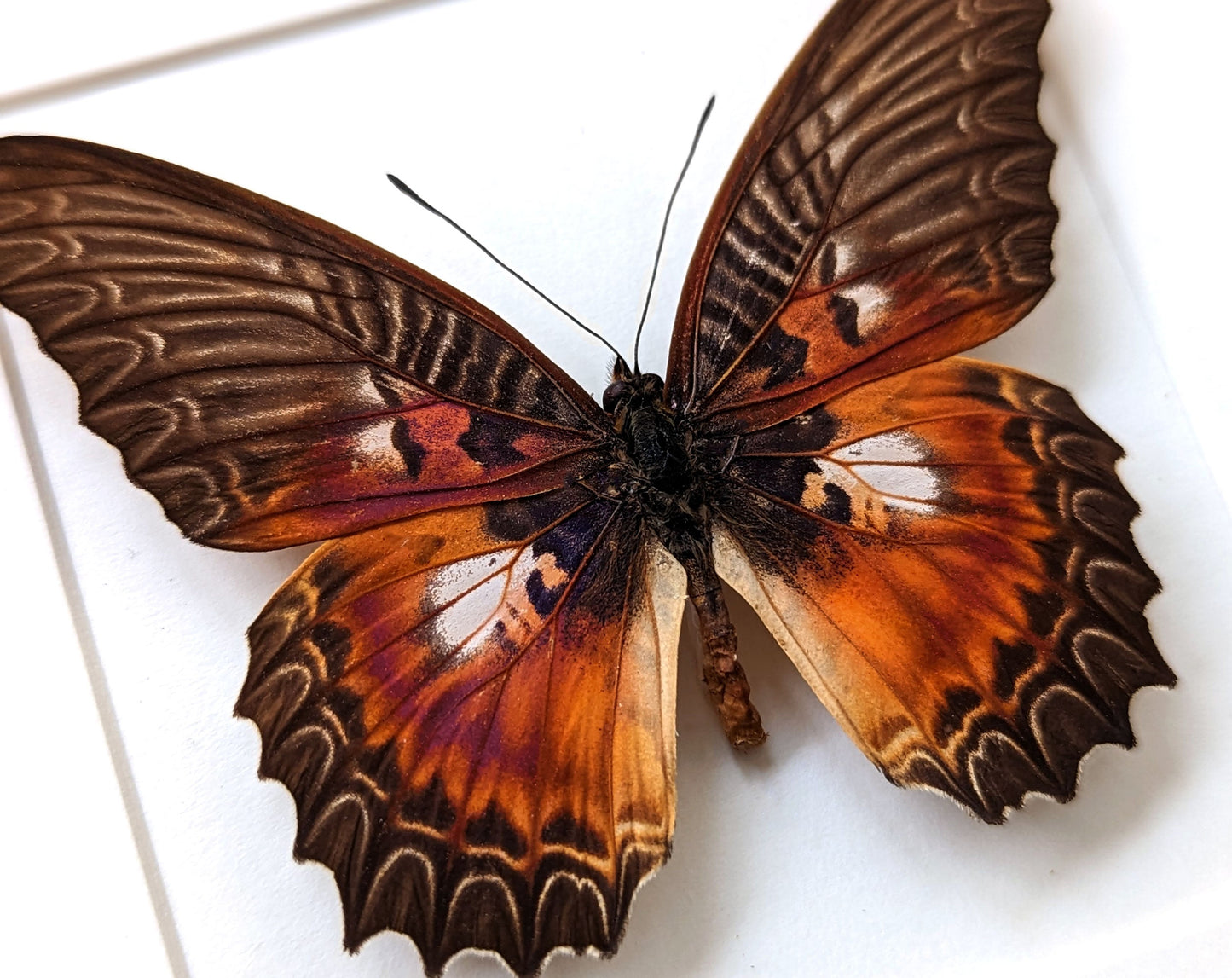 Cethosia myrina♂  Schmetterling InsectArt