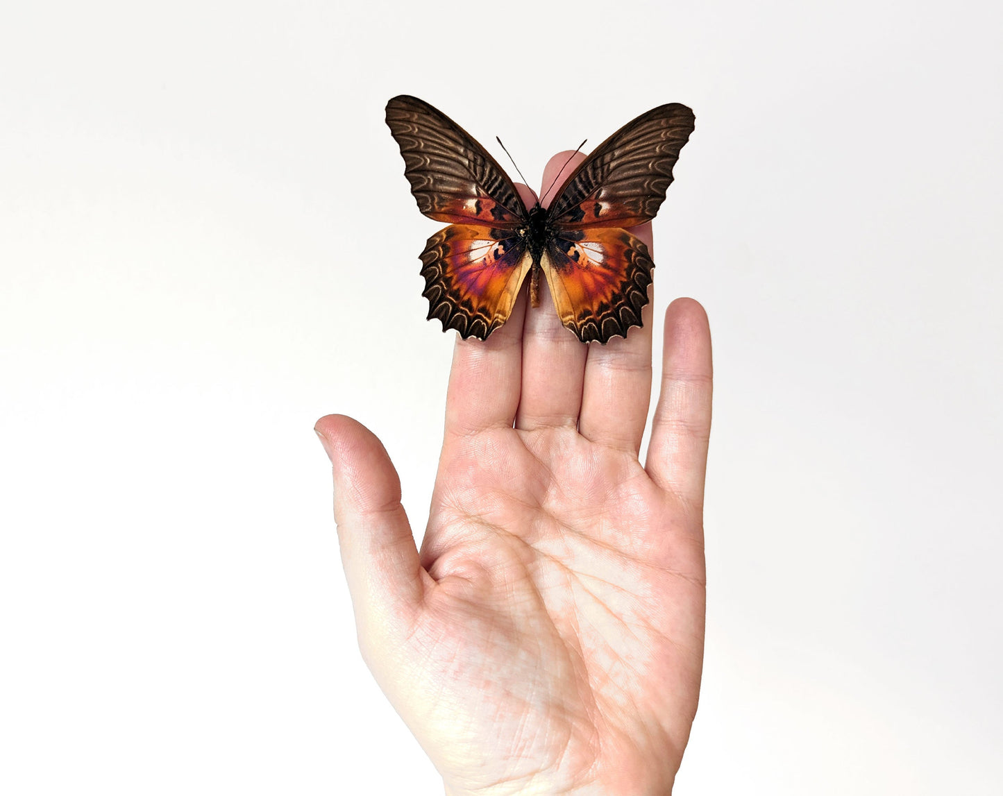 Cethosia myrina♂  Schmetterling InsectArt