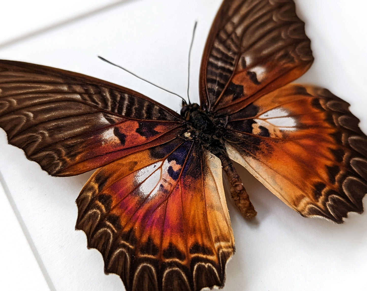 Cethosia myrina♂  Schmetterling InsectArt