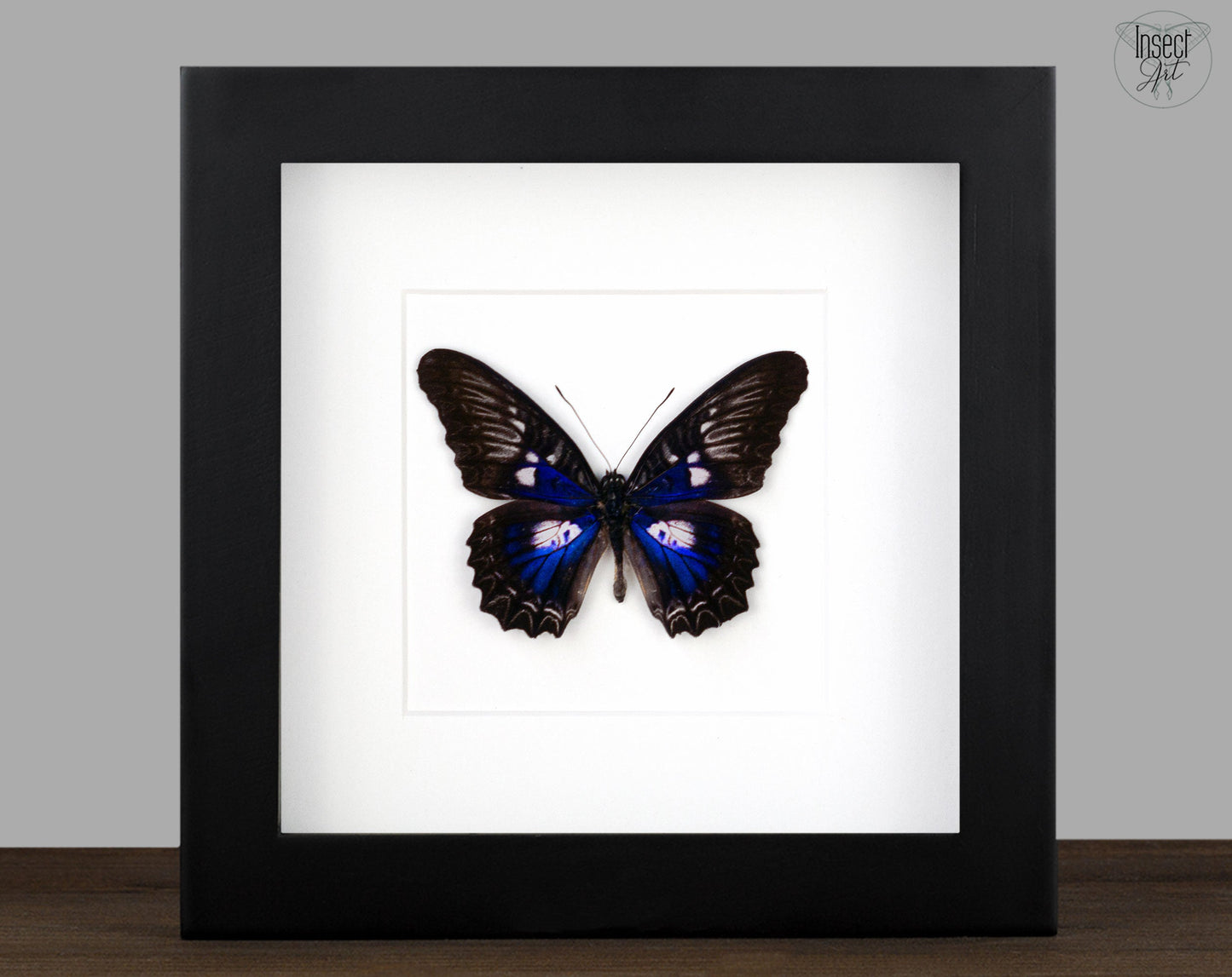 Cethosia ribbei ♂  Schmetterling InsectArt