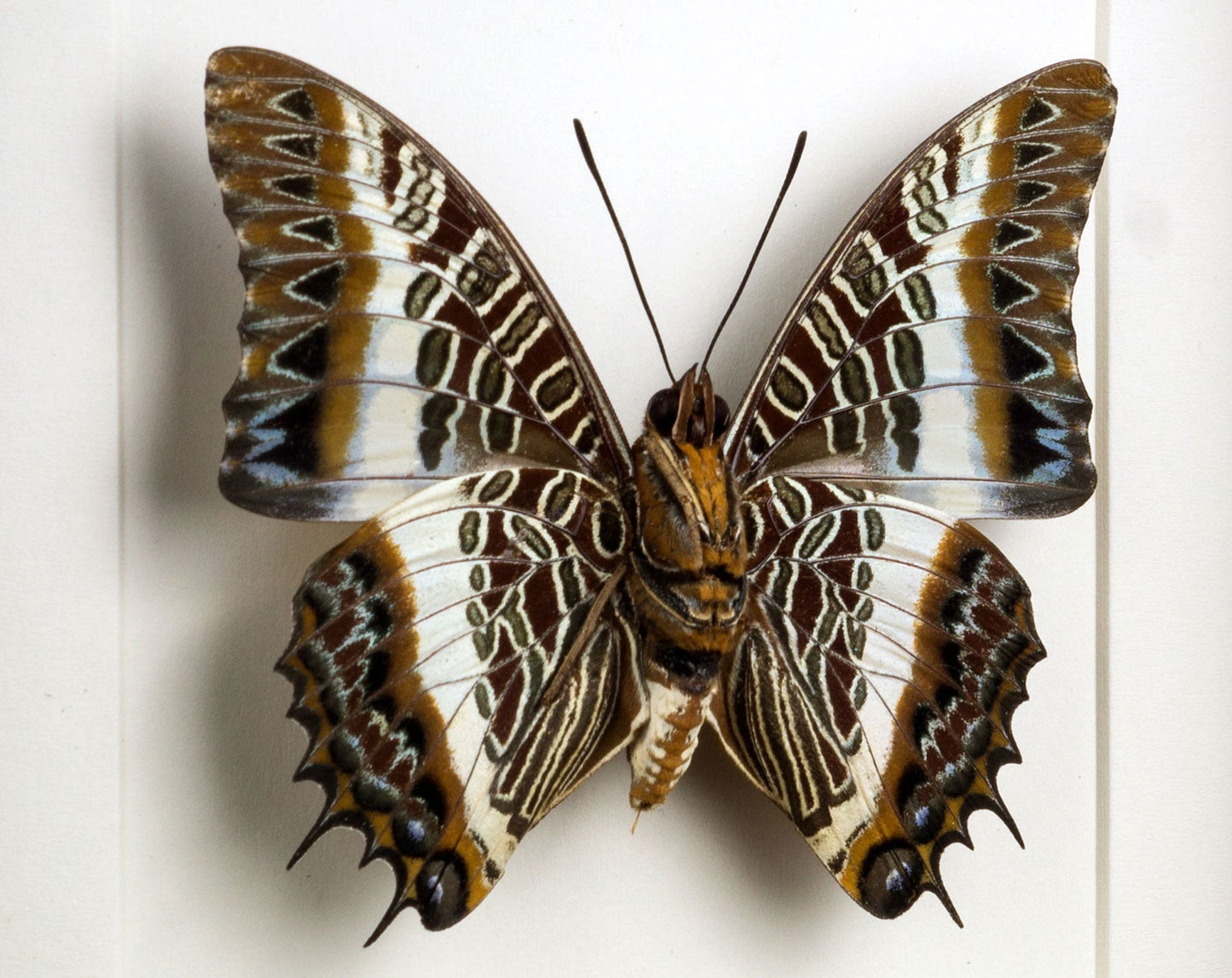 Charaxes brutus (Verso)  Schmetterling InsectArt