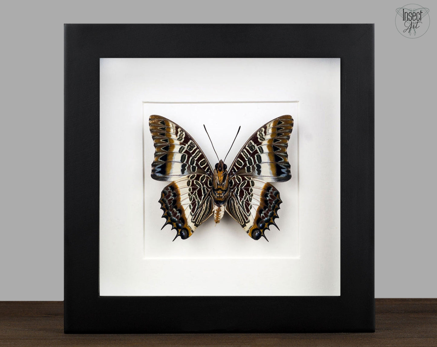 Charaxes brutus (Verso)  Schmetterling InsectArt
