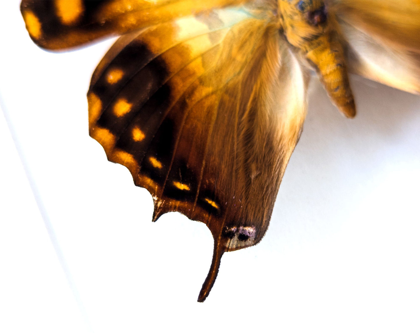 Charaxes candiope  Schmetterling InsectArt