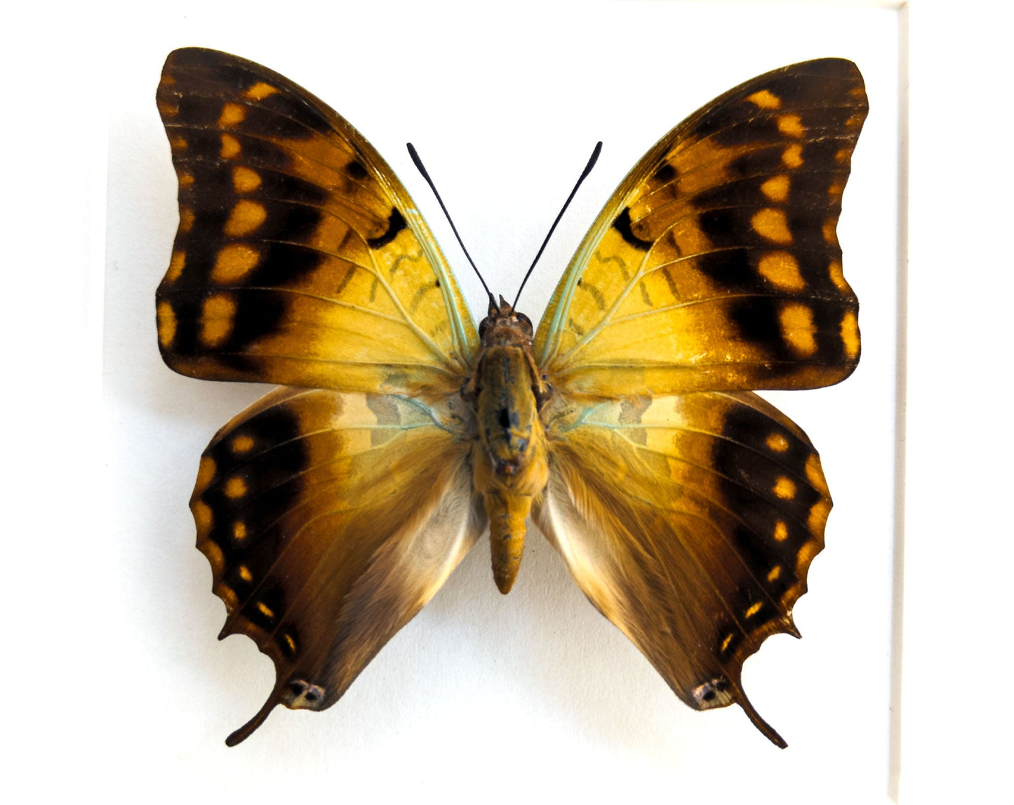 Charaxes candiope  Schmetterling InsectArt