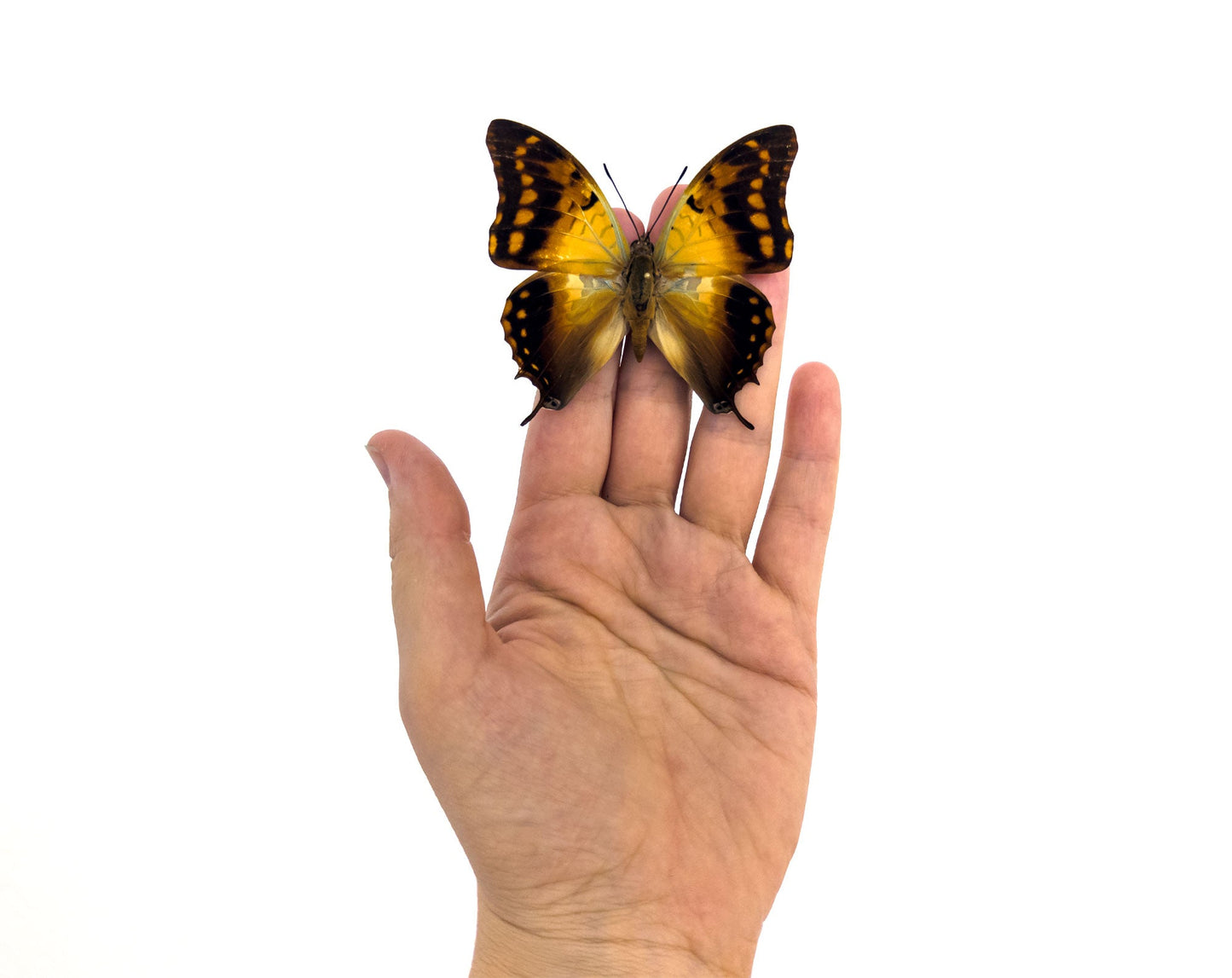 Charaxes candiope  Schmetterling InsectArt