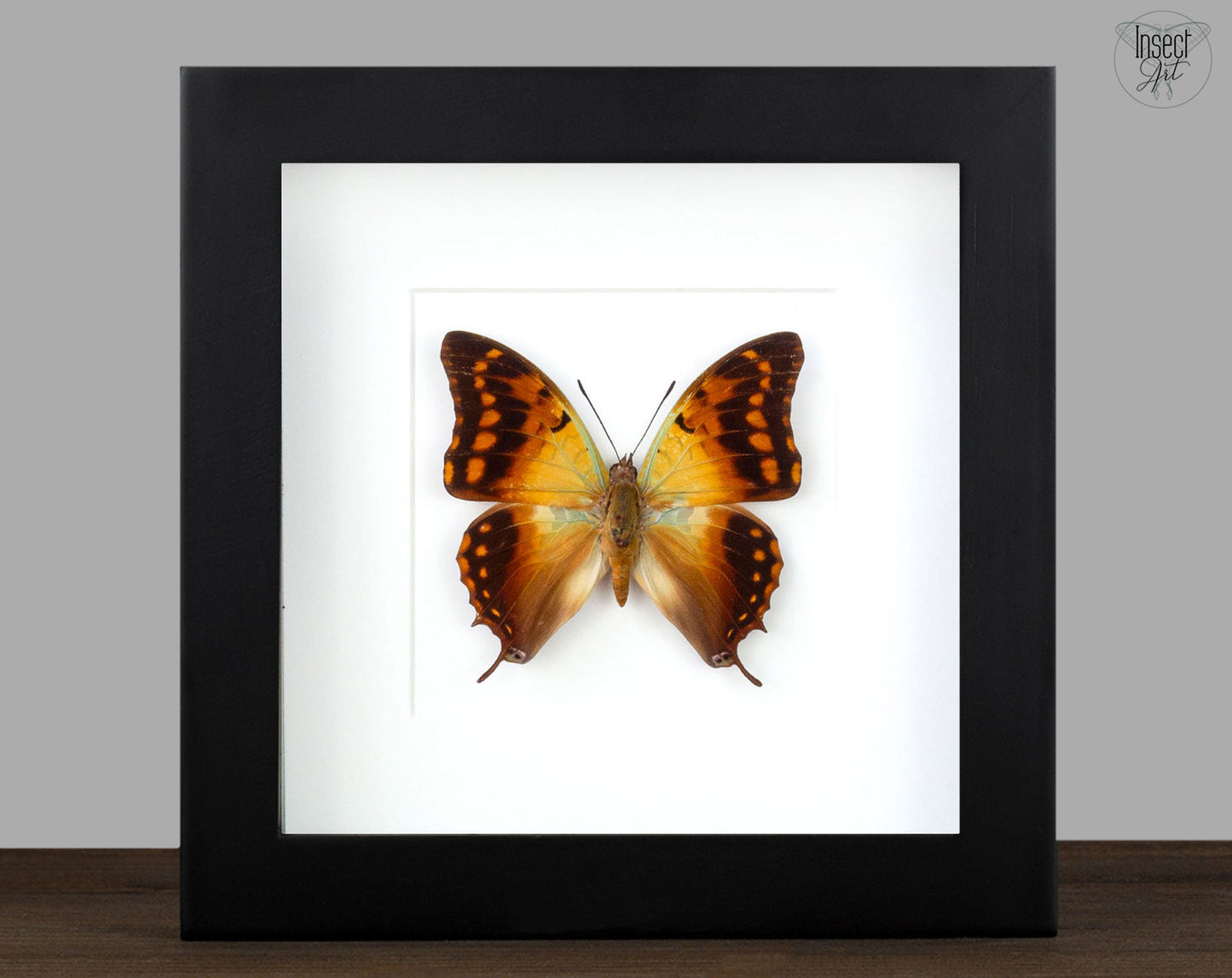 Charaxes candiope  Schmetterling InsectArt
