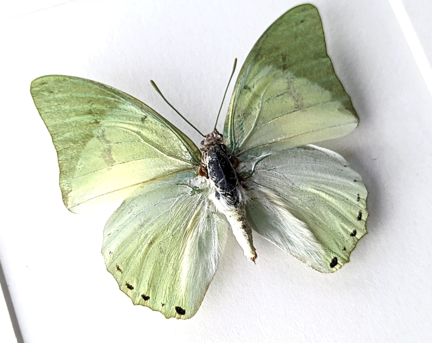 Charaxes eupale  Schmetterling InsectArt