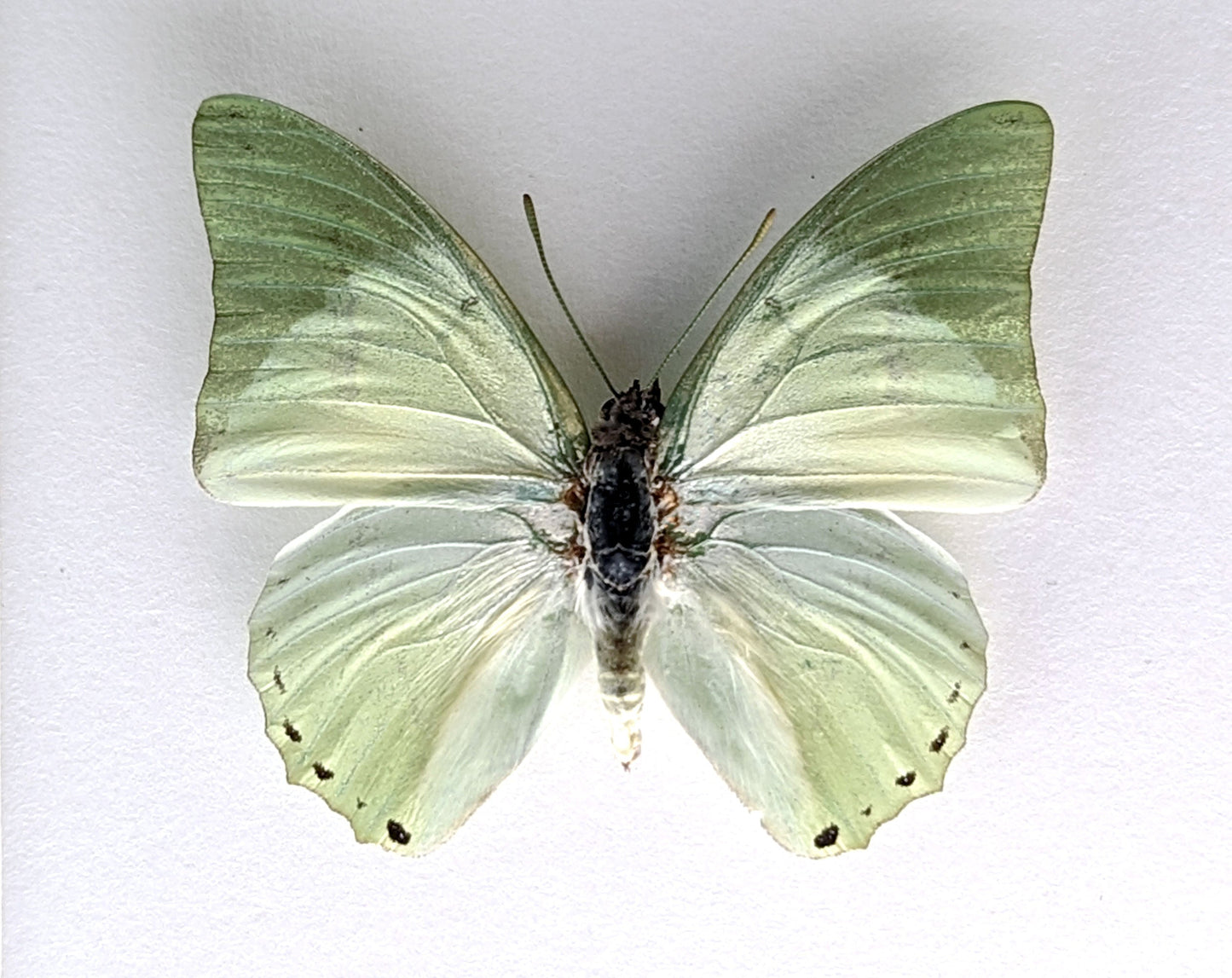 Charaxes eupale  Schmetterling InsectArt