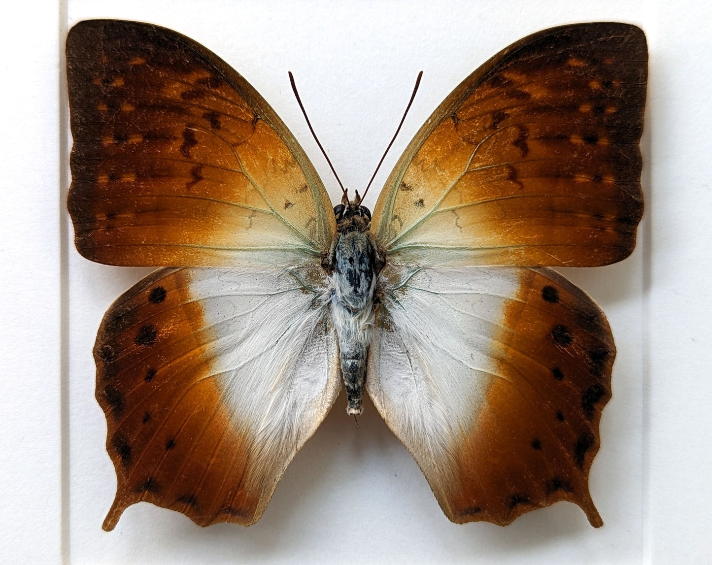 Charaxes fulvescens  Schmetterling InsectArt