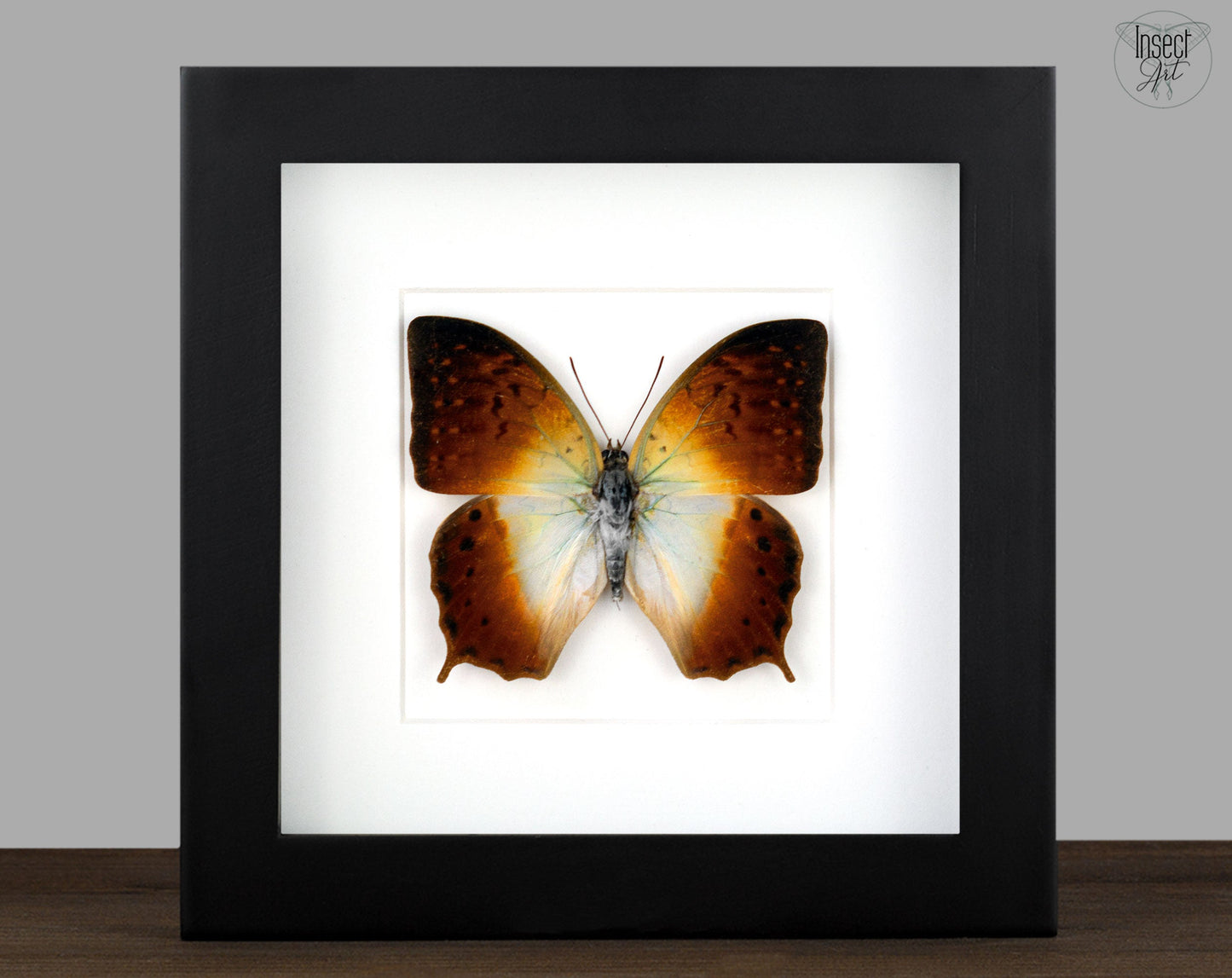 Charaxes fulvescens  Schmetterling InsectArt