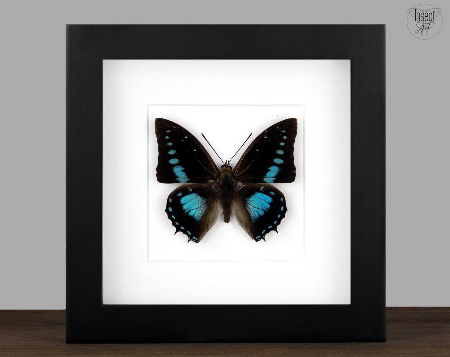 Charaxes imperialis  Schmetterling InsectArt