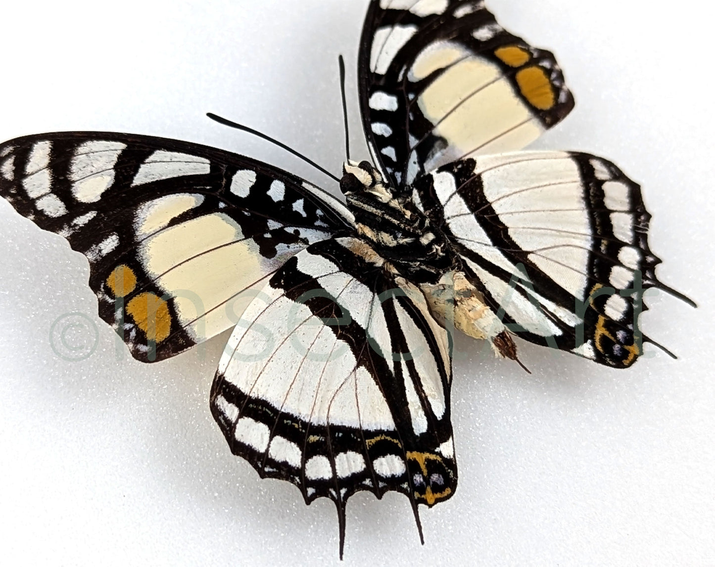 Charaxes nobilis  Schmetterling InsectArt